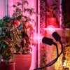Lampka biurkowa PLANTY CLIP B DUO 2xE27 czarna Kobi Design