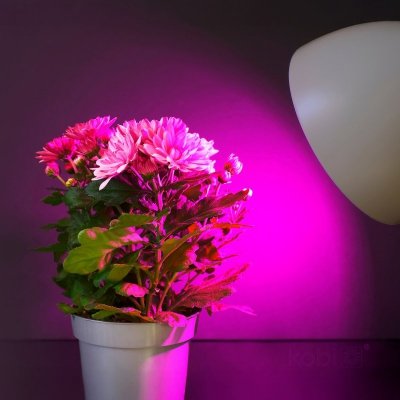 Żarówka do roślin LED PLANTY GS 11W E27 1200K Kobi Design