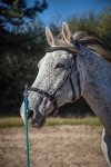 Kawecan skórzany HORKA - z anatomiczną potylicą i funkcją Ogłowia