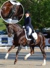 Popręg Ujeżdżeniowy Anatomiczny Equi Soft  dressage STUUBEN - COGNAC