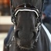 ogłowie-munsztukowe-ujeżdżeniowe-anatomiczne-antares-Origin-dressage-double-bridle (1)