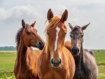 Muchówki - Jak chronić konie przed lipcówką i inwazją owadów