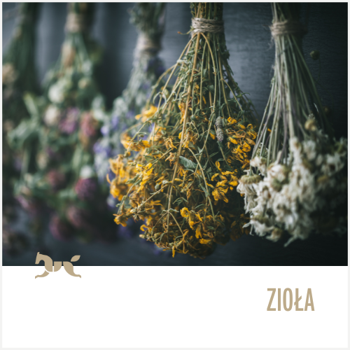 Zioła