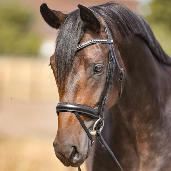 Naczółek Kavalkade "Gloss Brown" - brązowy