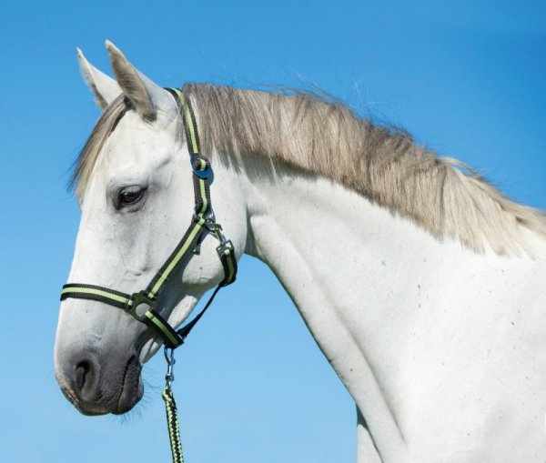 Uwiąz dla konia Hippo, zwykły karabińczyk, antracyt/jasnozielony, 200 cm, Covalliero