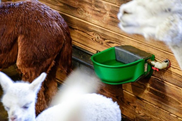 Poidło podgrzewane z zaworem pływakowym SH30, 24 V/73 W, z dodatkowym kablem grzewczym, Kerbl