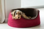 Jak legowisko wpływa na komfort wypoczynku psa?
