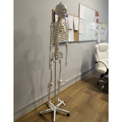 Szkielet człowieka- 170cm Malatec 22583
