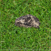 C5_tds0542_Kamień schowek
