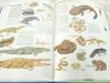 POWSZECHNA ENCYKLOPEDIA DLA MŁODZIEŻY 1994