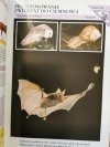 ENCYKLOPEDIA ZWIERZĄT OD A DO Z. 6 SEGREGATORÓW