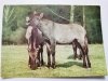 BIAŁOWIESKI PARK NARODOWY. OSOBNIKI TYPU TARPANA (EQUUS GMELINI) FOT. RACZKOWSKA