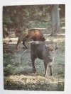 ŻUBRY (BISON BONASUS) BIAŁOWIESKI PARK NARODOWY FOT. RACZKOWSKA