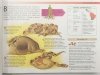 WĘŻE I INNE GADY - p.r. Susan Barraclough