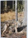 ZWIERZĘTA TATR. WILK CANIS LUPUS FOT. MIHAL