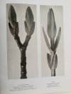 KARL BLOSSFELDT 25. TASCHEN