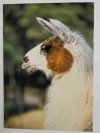 WIELKOPOLSKI PARK ZOOLOGICZNY W POZNANIU. LAMA FOT. STACHURSKI