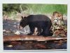 BLACK BEAR (URSUS AMERICANUS) FOT. ALAN AND SANDY CAREY