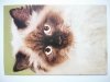 RAGDOLL