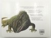 WĘŻE I INNE GADY - p.r. Susan Barraclough