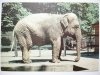 POZNAŃ. MIEJSKI OGRÓD ZOOLOGICZNY. SŁOŃ INDYJSKI FOT. KACZYŃSKI
