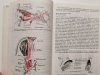 DIAGNOSTYKA TOPOGRAFICZNA W NEUROLOGII - Peter Duus 1989