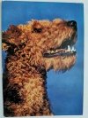 BEN. AIREDALE-TERRIER FOT. BILIŃSKI