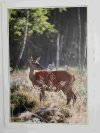 JELEŃ – TANIA – HIRSCHKUH – HIND FOT. STACHURSKI