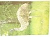 EMU - DROMAIUS NOVAEHOLLANDIAE FOT. STACHURSKI