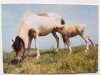 SHETLANDSKY PONY FOT. TYLINEK