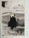 NIEDŹWIEDŹ GRIZZLY W ZOO