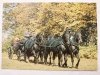 SUDECKIE STADO OGIERÓW KSIĄŻ. CZWÓRKA OGIERÓW ŚLĄSKICH W ZAPRZĘGÓW FOT. Z. RACZKOWSKA