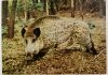 DZIK – SUS SCROFA FOT. SAWICKI
