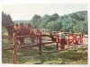 OLIWA – FRAGMENT ZOO FOT. J. WENDOŁOWSKI Wielbłądy 
