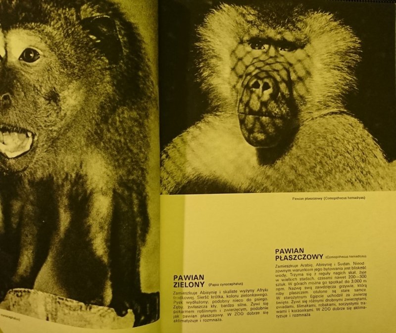 ZOO KRAKOWSKIE - Stanisław Czerny