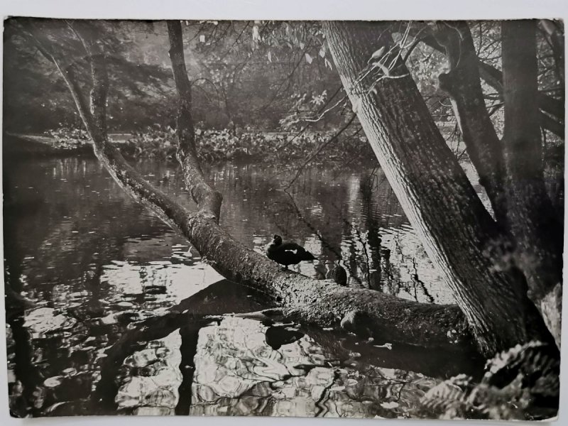 GDAŃSK – OLIWA. FRAGMENT PARKU FOT. ORDA