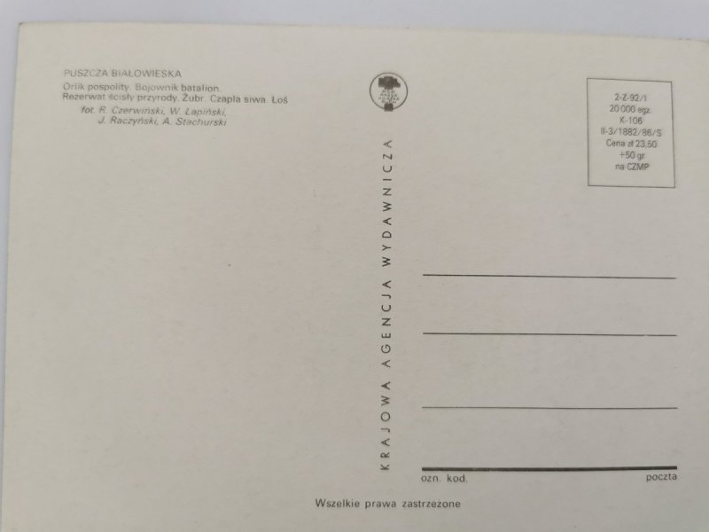 PUSZCZA BIAŁOWIESKA. ORLIK POSPOLITY FOT. CZERWIŃSKI I INNI