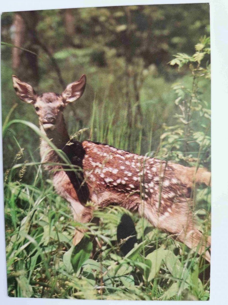 BIAŁOWIESKI PARK NARODOWY. JELONEK (CERVUS ELAPHUS) FOT. RACZKOWSKA