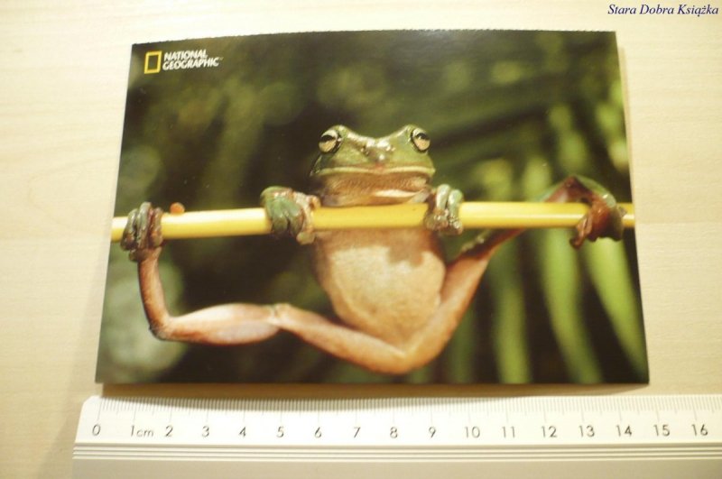 WHITE-LIPPED TREE FROG