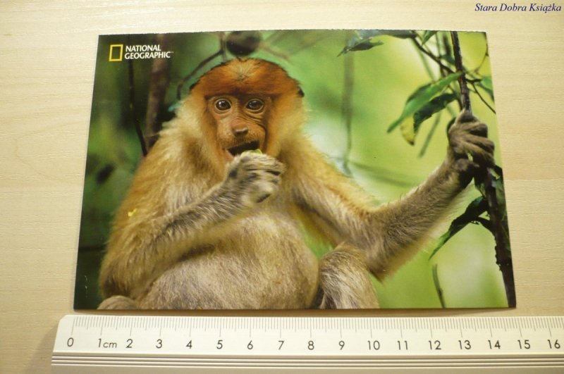 PROBOSCIS MONKEY (NASALIS LARVATUS)
