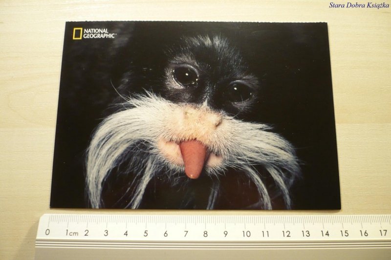 EMPEROR TAMARIN