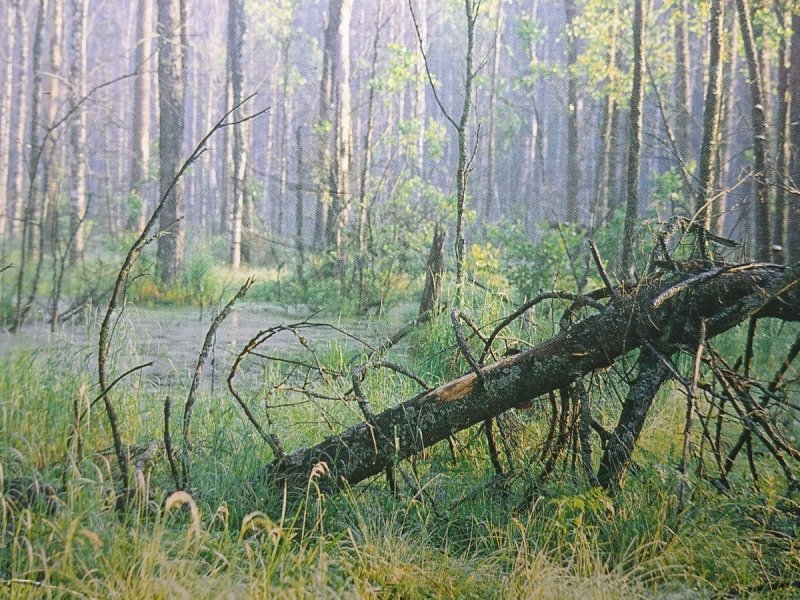 KRAJOBRAZ LEŚNY. FOT. A. STACHURSKI