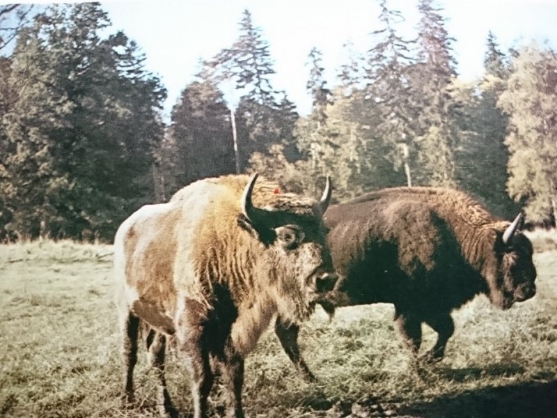 BIAŁOWIESKI PARK NARODOWY. ŻUBRY FOT. Z. WDOWIŃSKI