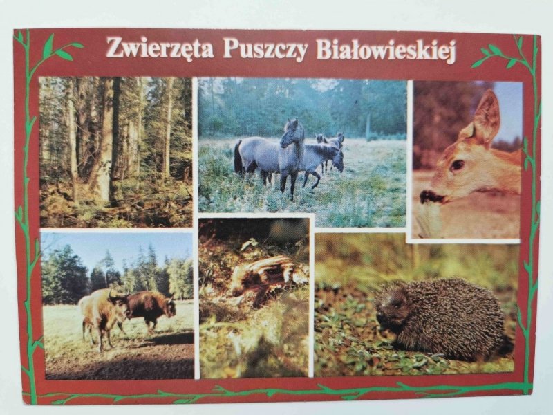 ZWIERZĘTA PUSZCZY BIAŁOWIESKIEJ. SZEŚĆ UJĘĆ FOT. CZERWIŃSKI I INNI