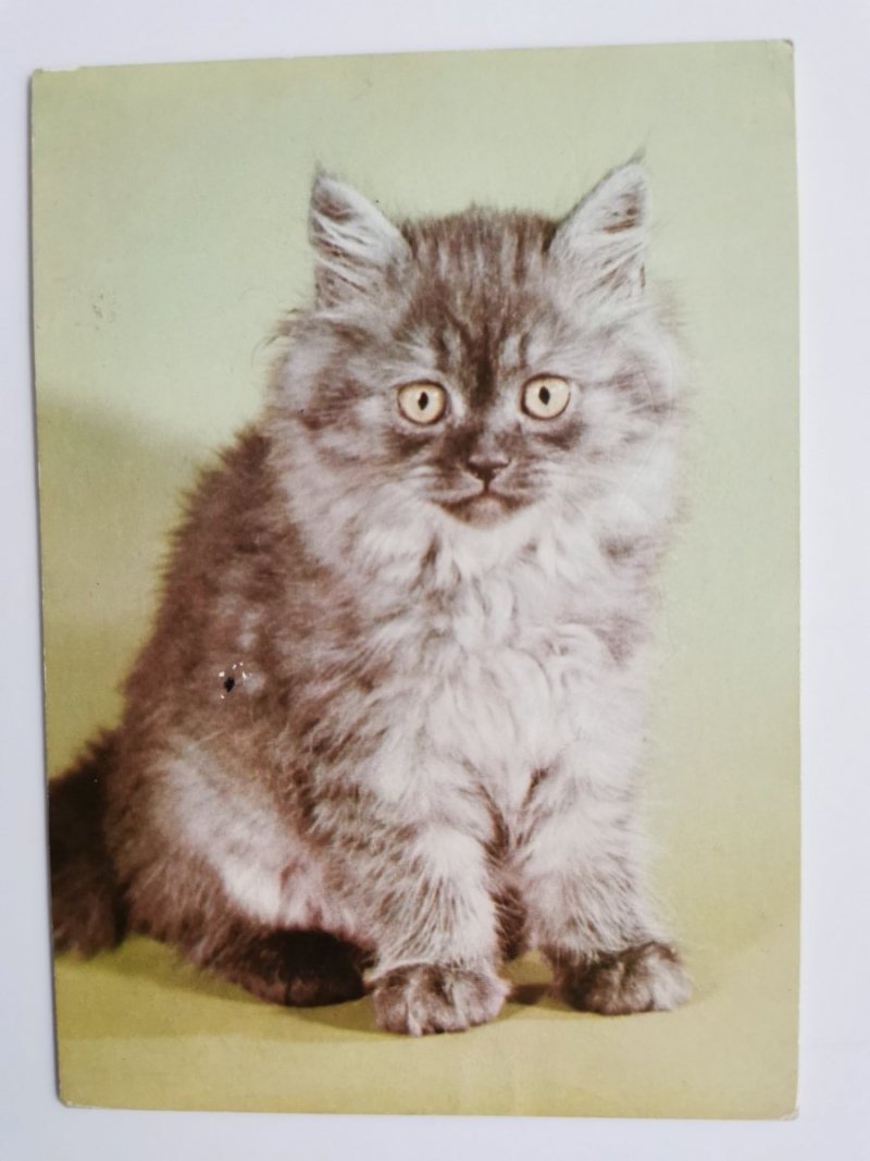 SZARY KOT FOT. CZAPLIŃSKI, SIEMASZKO