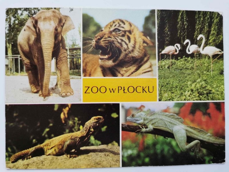 SŁONICA PETRA – ELEPHAS MAXIMUS FOT. RACZKOWSKA