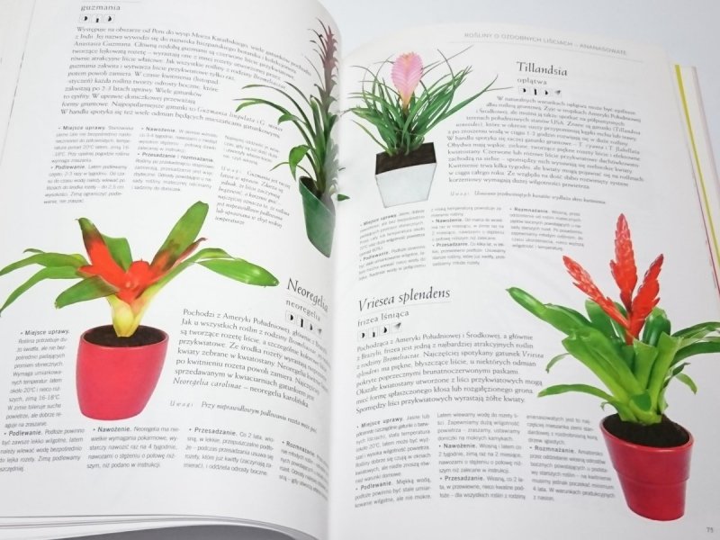 ENCYKLOPEDIA PIELĘGNACJI. ROŚLINY POKOJOWE 2006