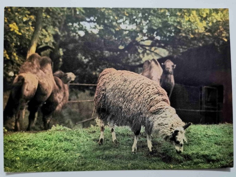 LAMA. LAMA GLAMA – AMERYKA PŁD. WIELBŁĄD DWUGARBNY FOT. RACZKOWSKA