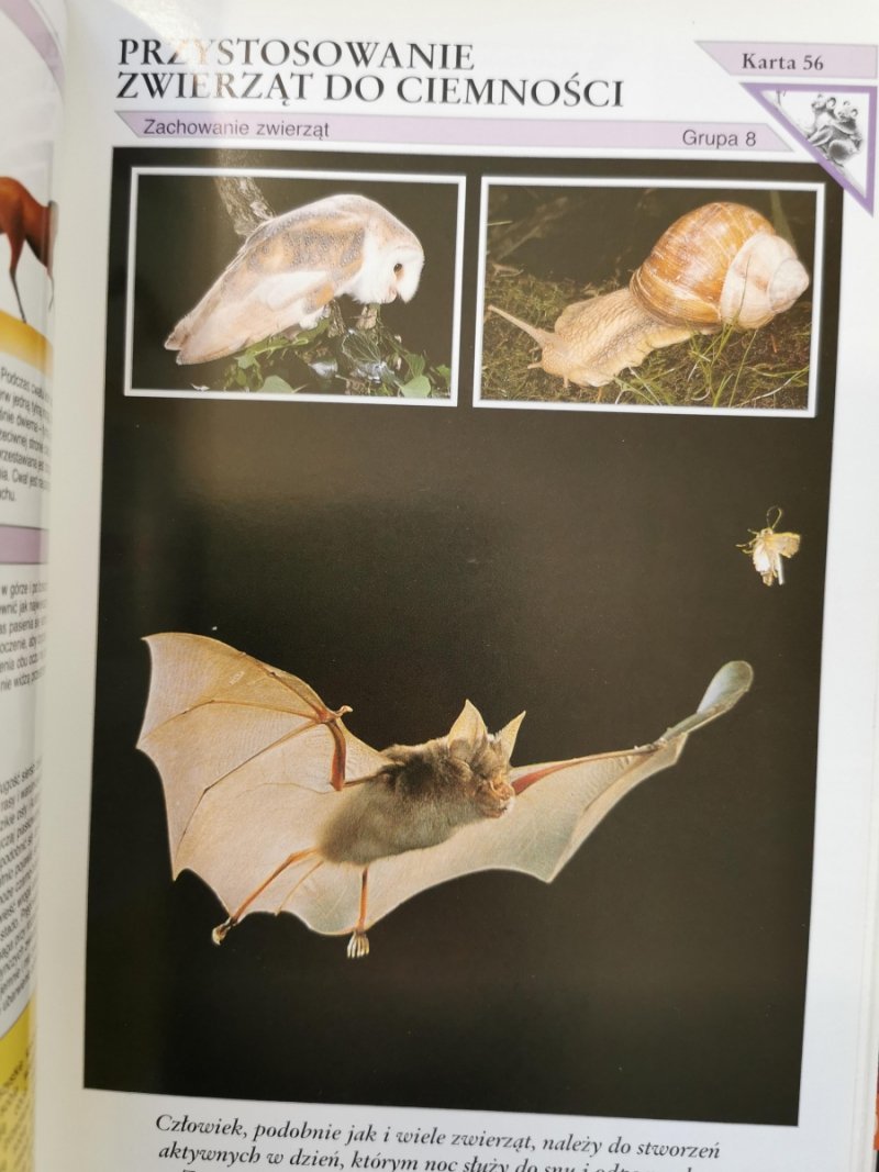 ENCYKLOPEDIA ZWIERZĄT OD A DO Z. 6 SEGREGATORÓW
