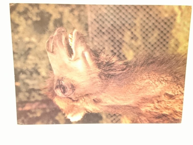 OGRÓD ZOOLOGICZNY WYBRZEŻA W GDAŃSKU - OLIWIE